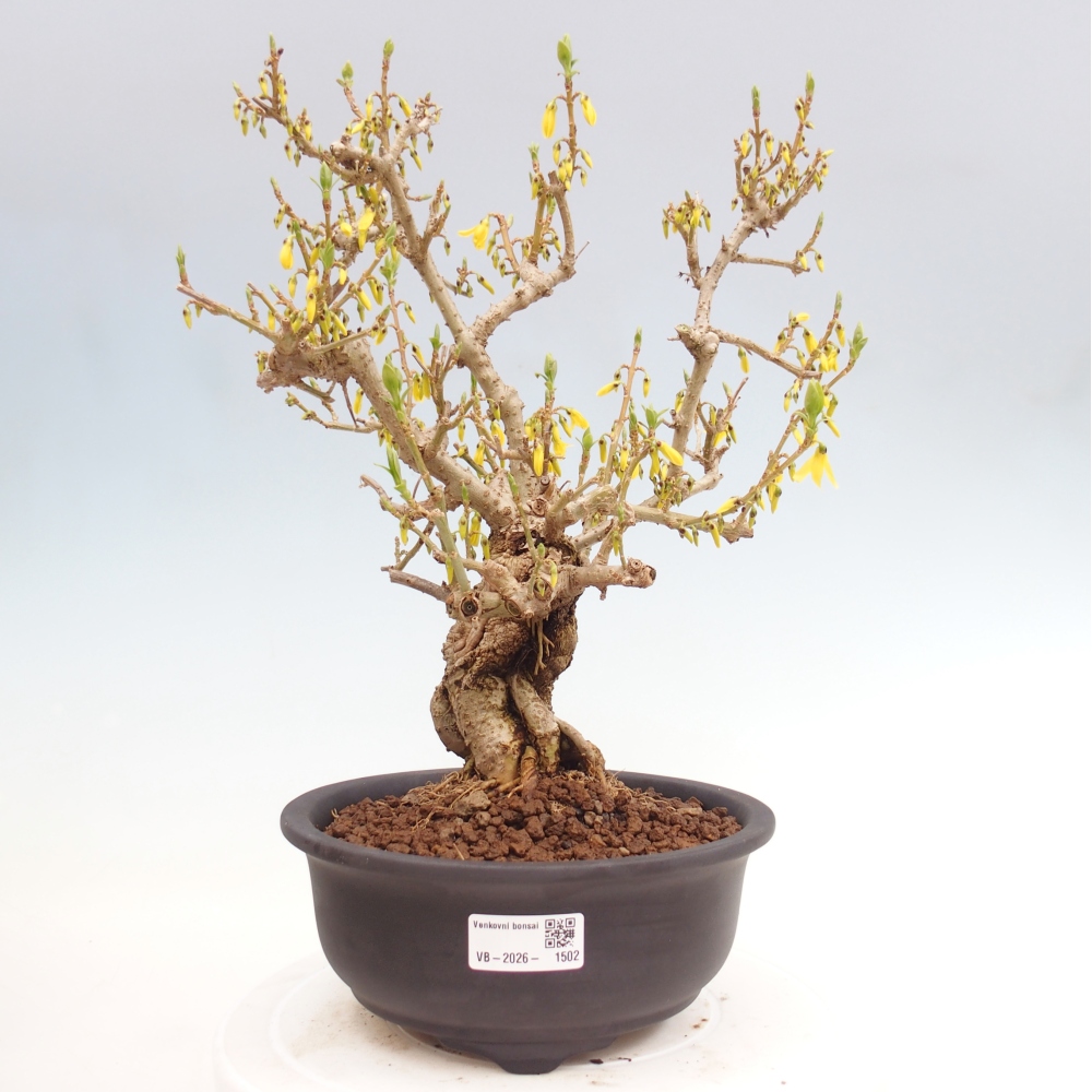 Bonsai voor buiten - Zlatice - Forsythia koreana