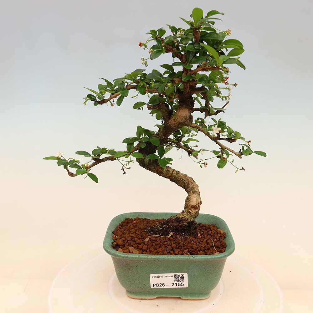Kamerbonsai - Carmona macrophylla - Thee fuki