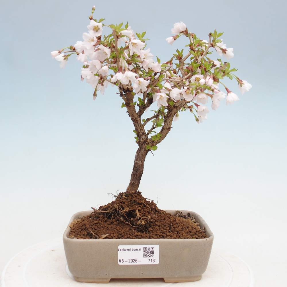 Bonsai voor buiten - Prunus incisa Kojou-no mai-Plivon uitgesneden