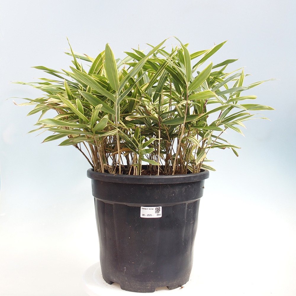 Bonsai voor buiten - Sasaella masamuneana Albostriata - Bamboe