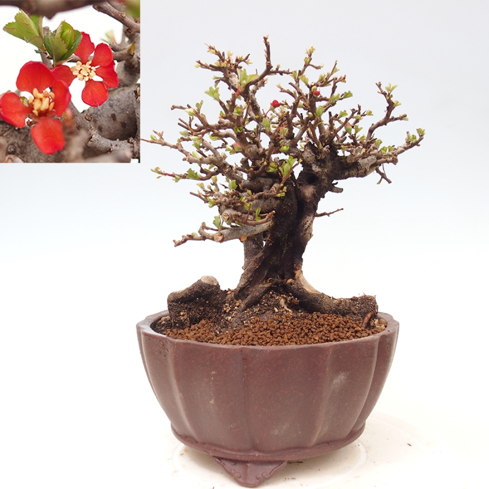 Bonsai voor buiten - Chaneomeles speciosa - Kweepeer