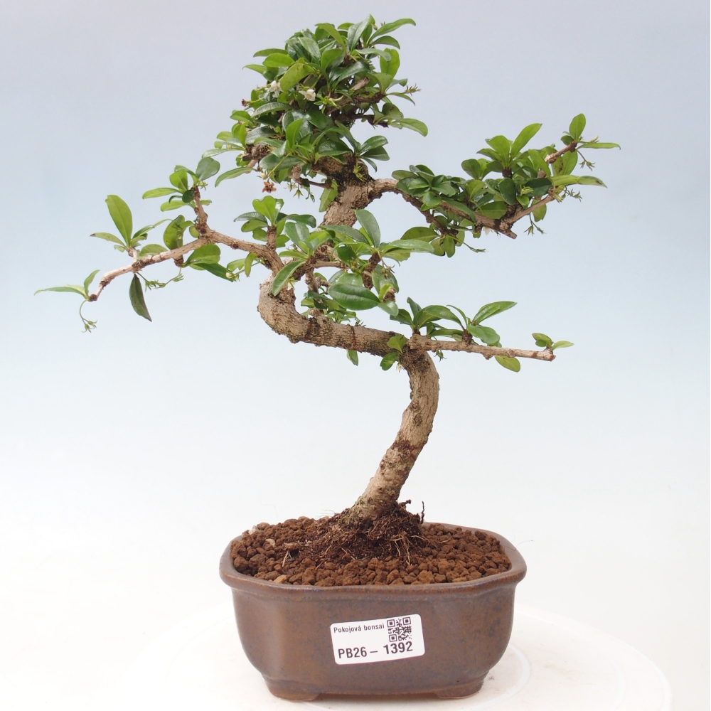 Kamerbonsai - Carmona macrophylla - Thee fuki