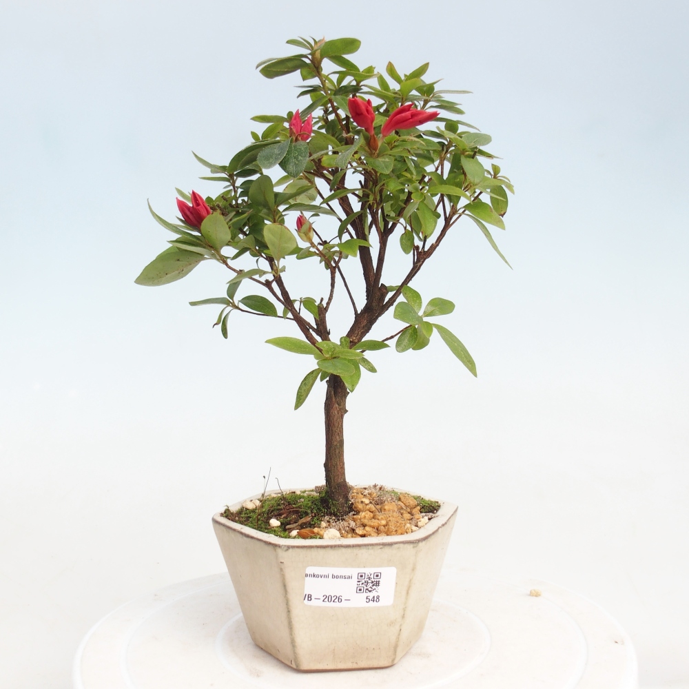 Bonsai voor buiten - Japanse azalea - Azalea sp.