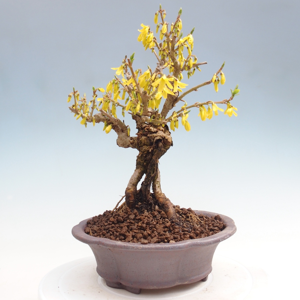 Bonsai voor buiten - Zlatice - Forsythia koreana