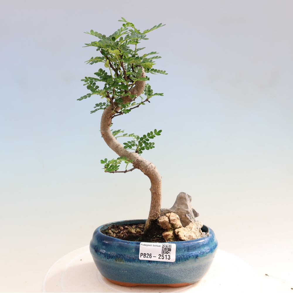 Kamerbonsai - Zantoxylum piperitum - peperboom