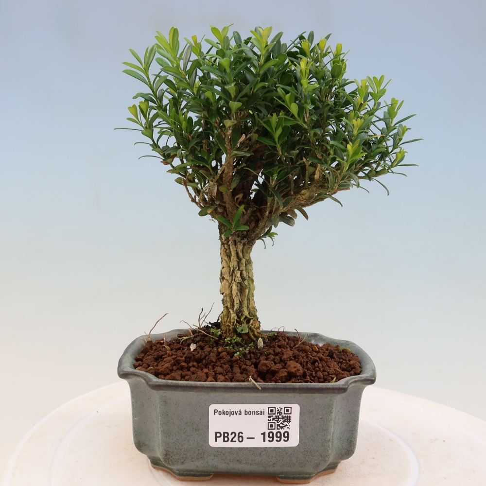Kamerbonsai - Buxus harlandii - kurk buxus