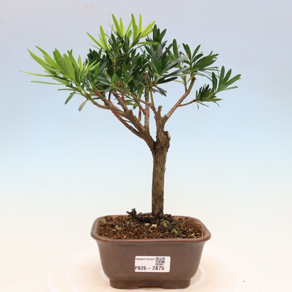 Kamerbonsai - Podocarpus - Taxus