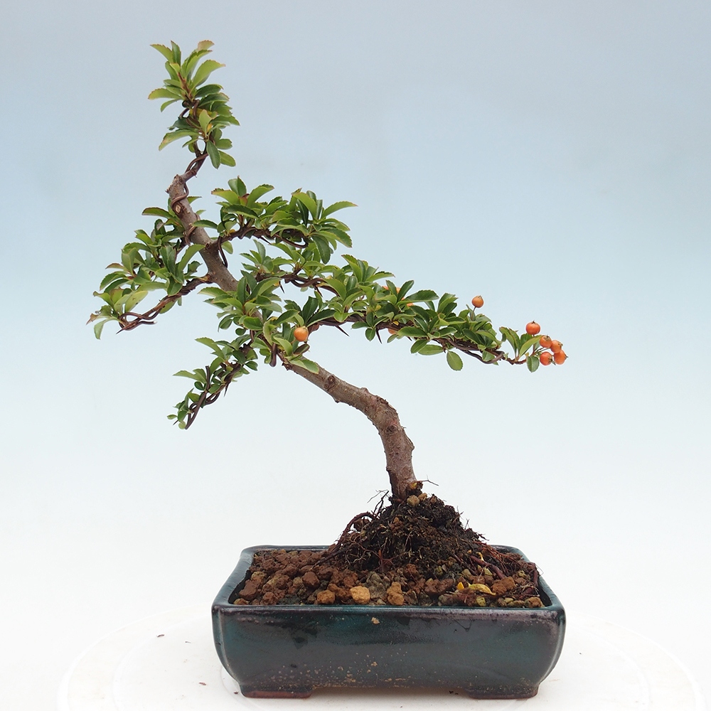 Bonsai-Pyracantha Teton voor buiten -Hlox