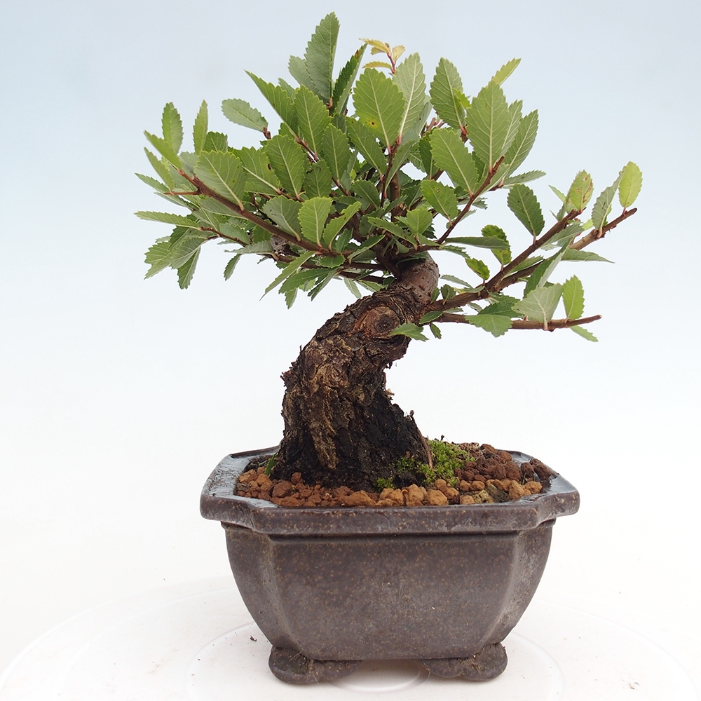 Bonsai voor buiten - Zelkova - Zelkova NIRE