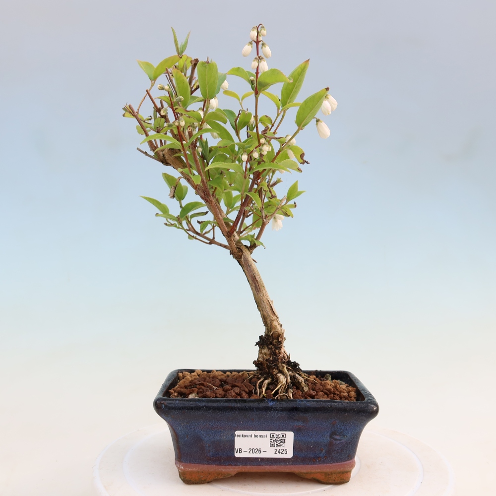Bonsai voor buiten - Deutzia scabra Candidissima - Drieknop