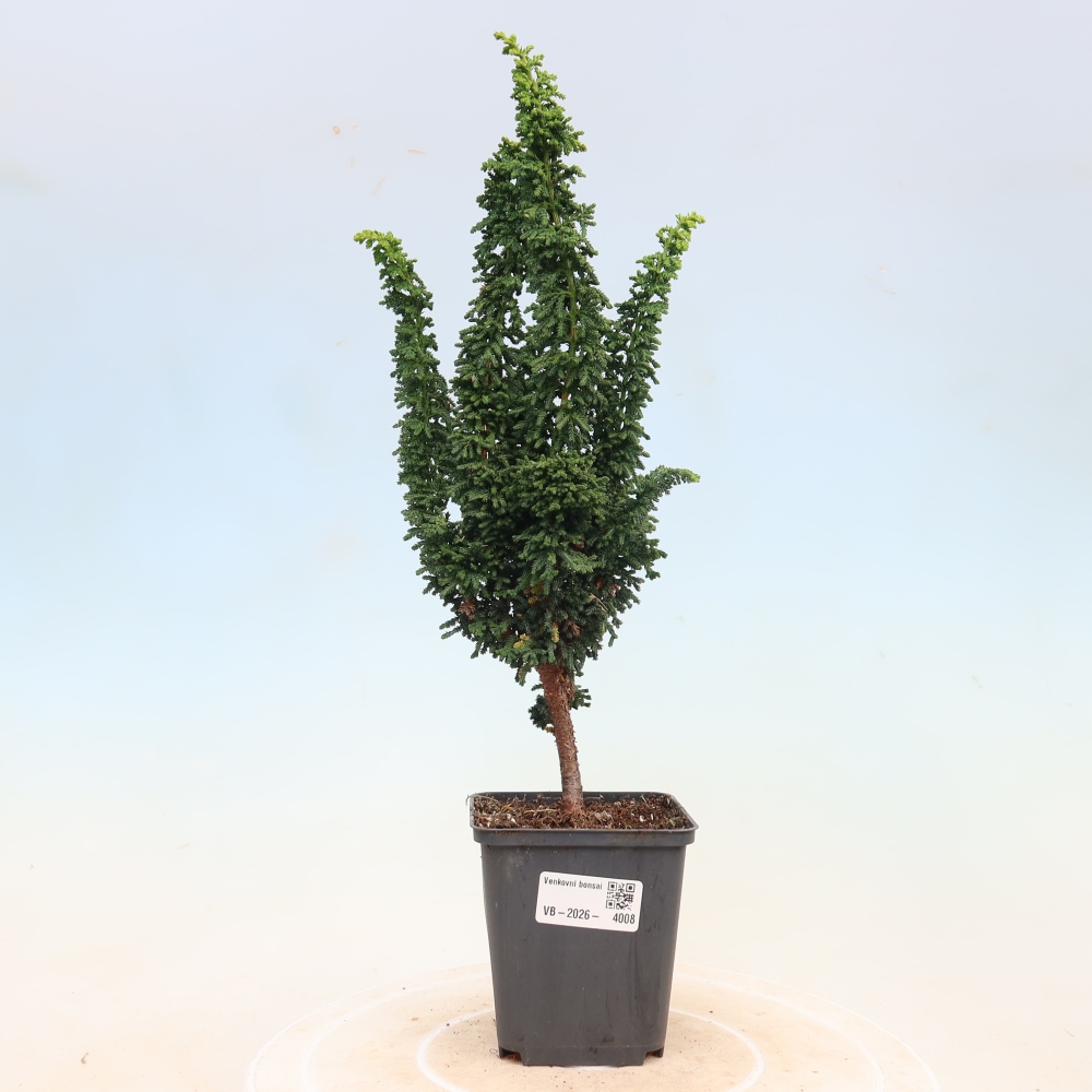 Bonsai voor buiten - Cham. obtusa SEKKA HINOKI - Cipres