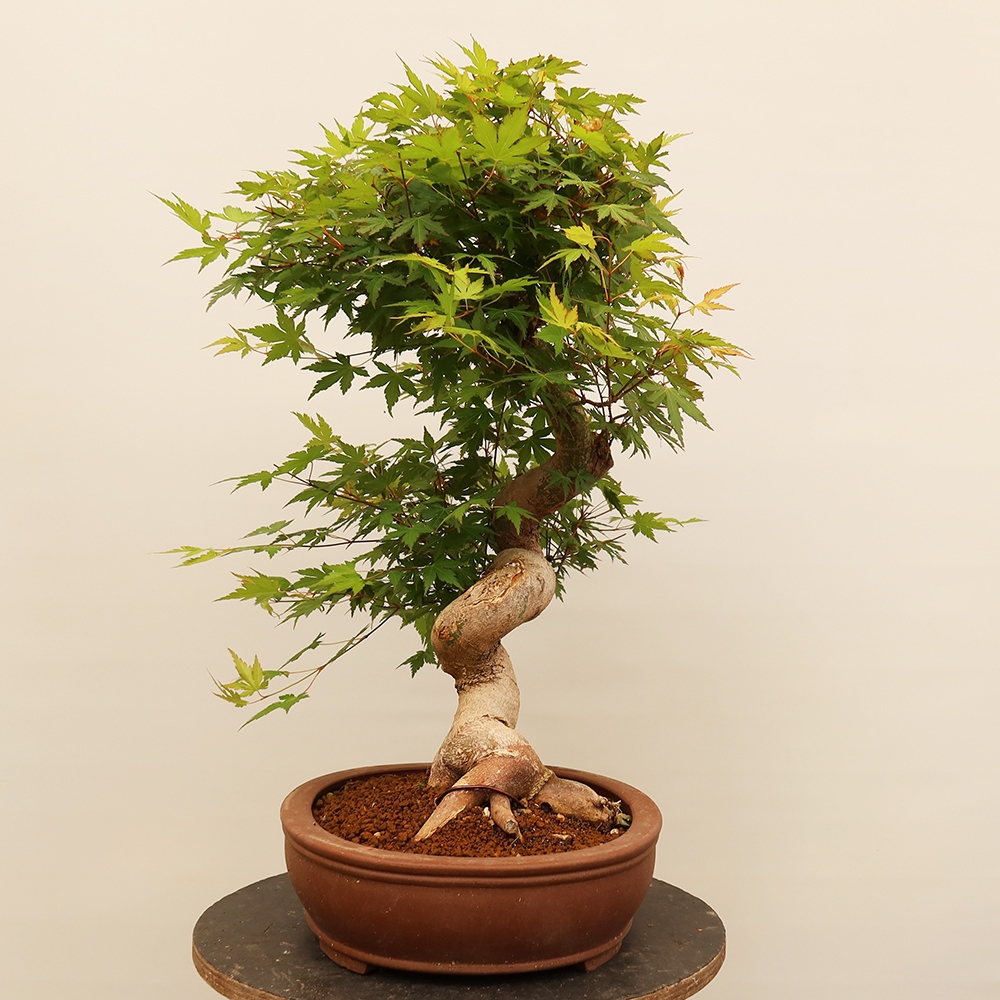 Bonsai voor buiten - Esdoorn palmatum - Palmen