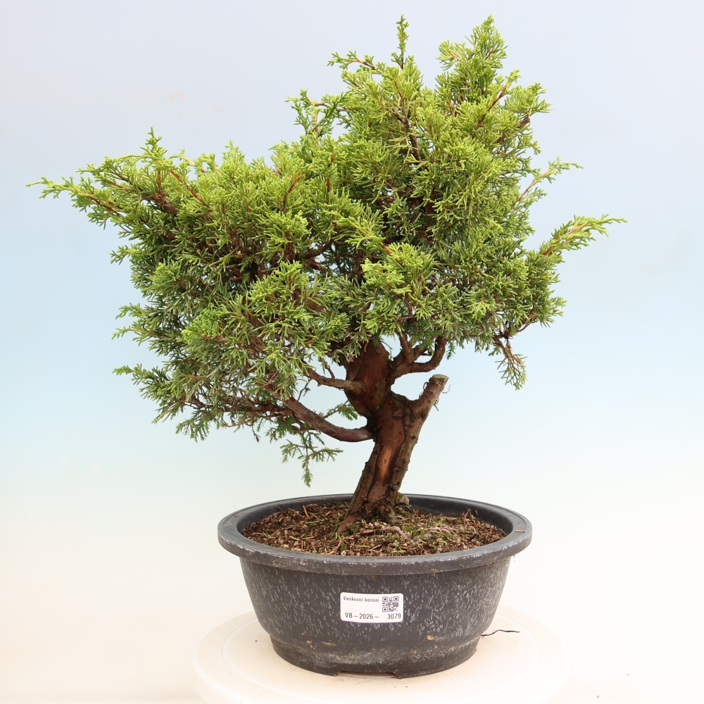 Bonsai voor buiten - Juniperus chinensis Itoigawa-Juniperus chinensis