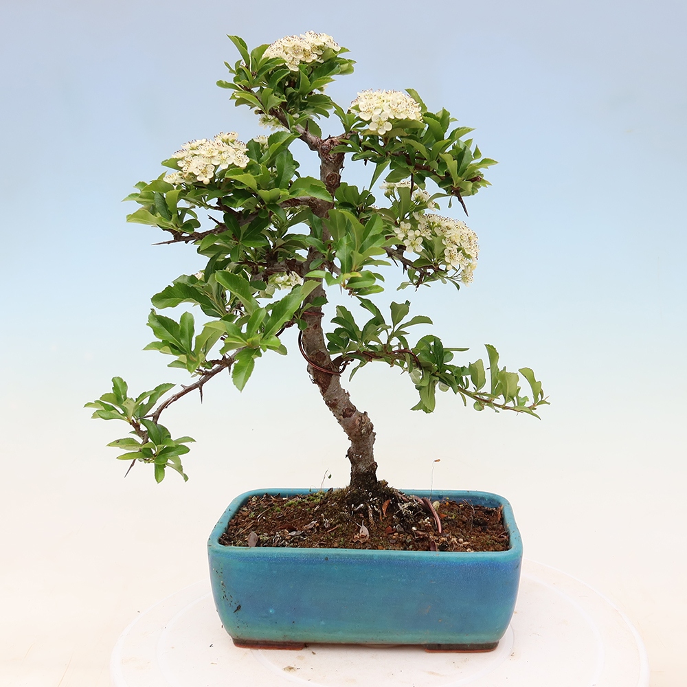Buitenbonsai - Pyracantha teton - Vuurdoorn