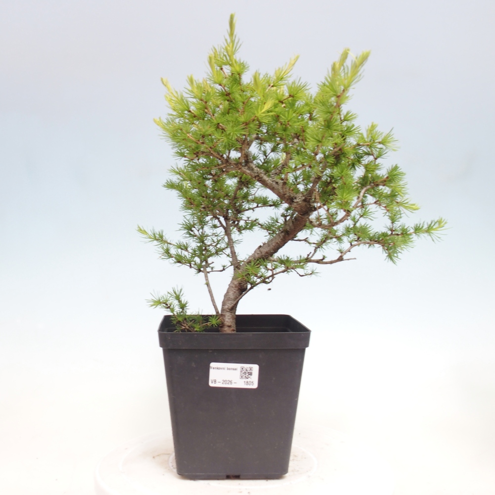 Bonsai voor buiten -Larix decidua - Lariks
