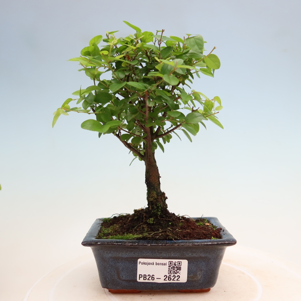 Kamerbonsai - Sageretia thea - Sageretia thea