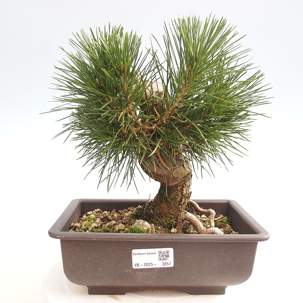 Bonsai voor buiten - Pinus thunbergii - Thunberg den