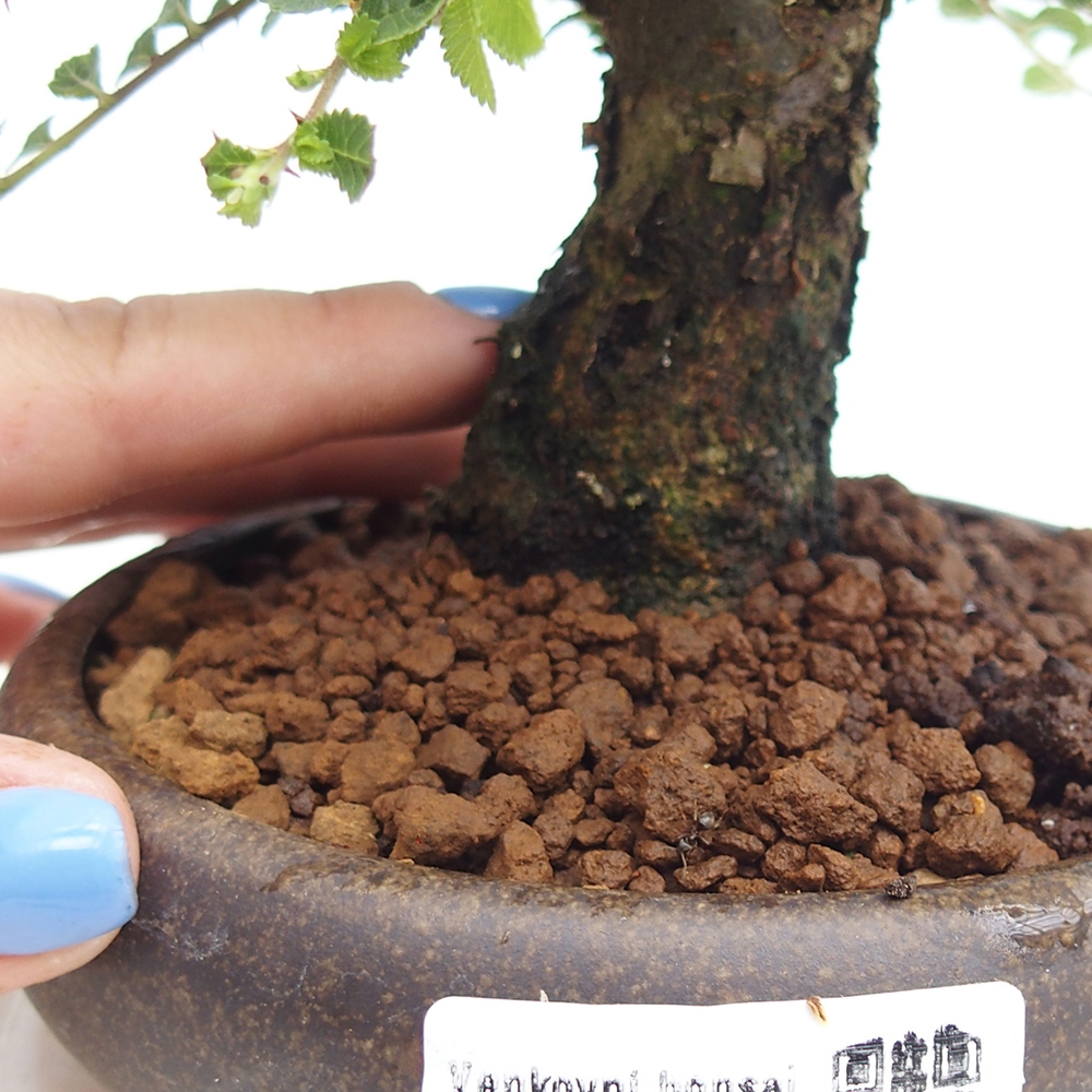 Bonsai voor buiten - Ulmus parvifolia Hokkaido - Chinese iep