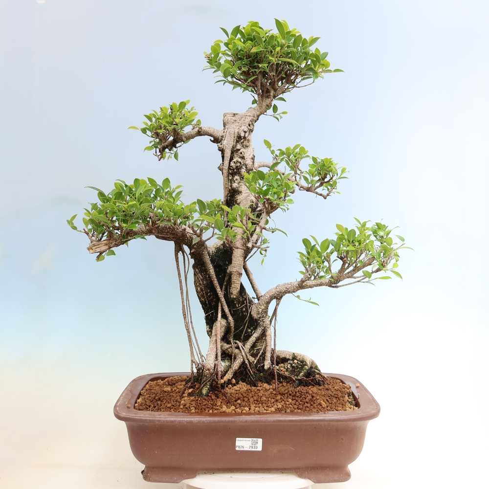 Kamerbonsai - Ficus kimmen - kleinbladige ficus