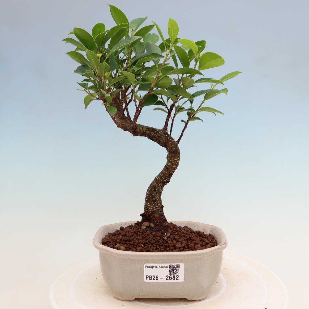 Kamerbonsai - Ficus kimmen - kleinbladige ficus