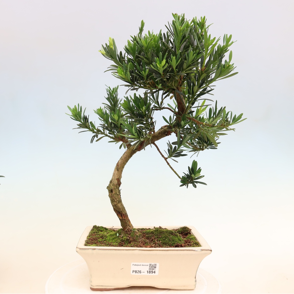 Kamerbonsai - Podocarpus - Taxus