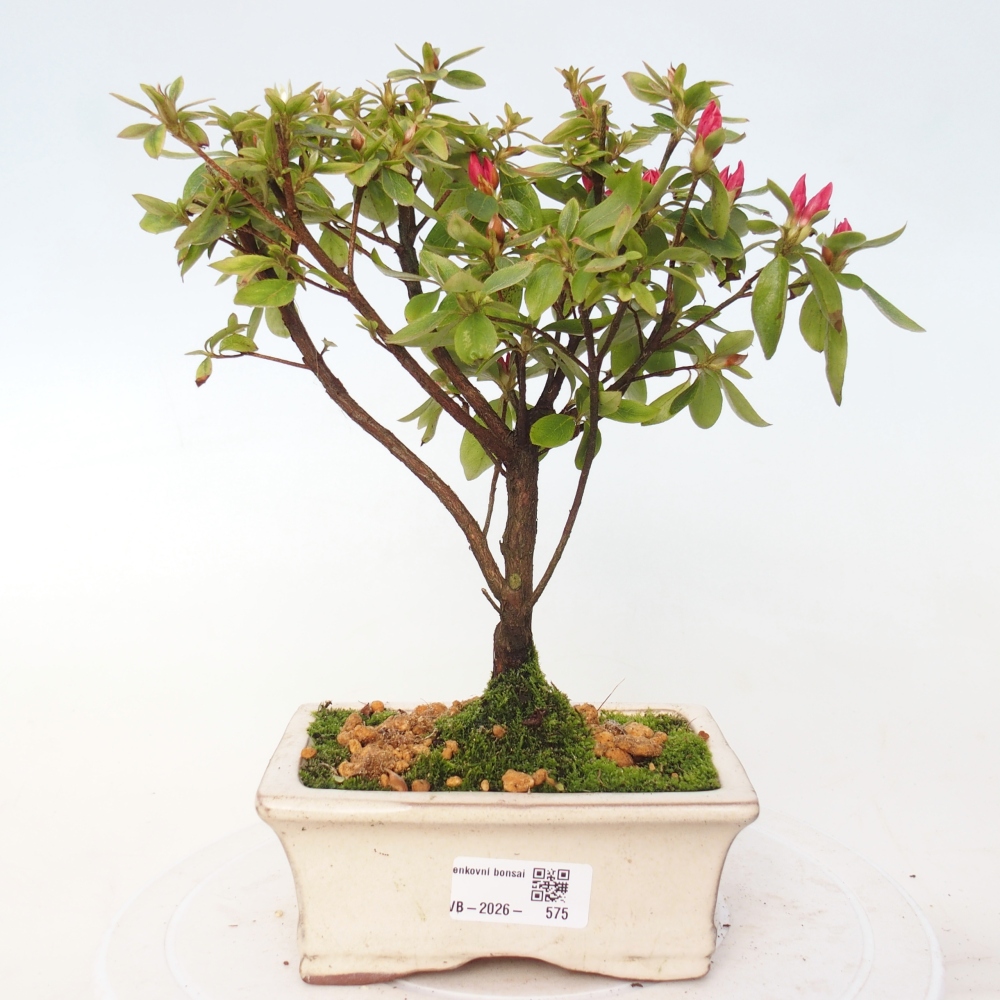 Bonsai voor buiten - Japanse azalea - Azalea sp.