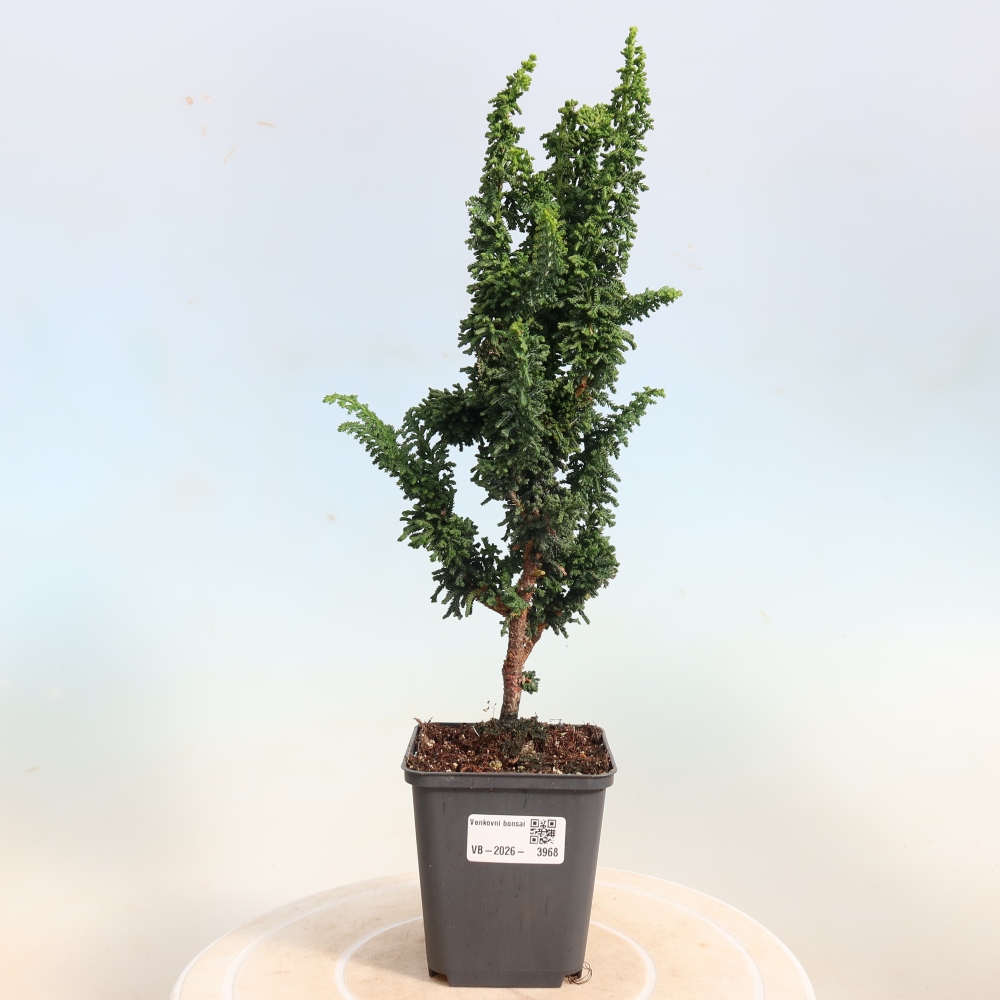 Bonsai voor buiten - Cham. obtusa SEKKA HINOKI - Cipres