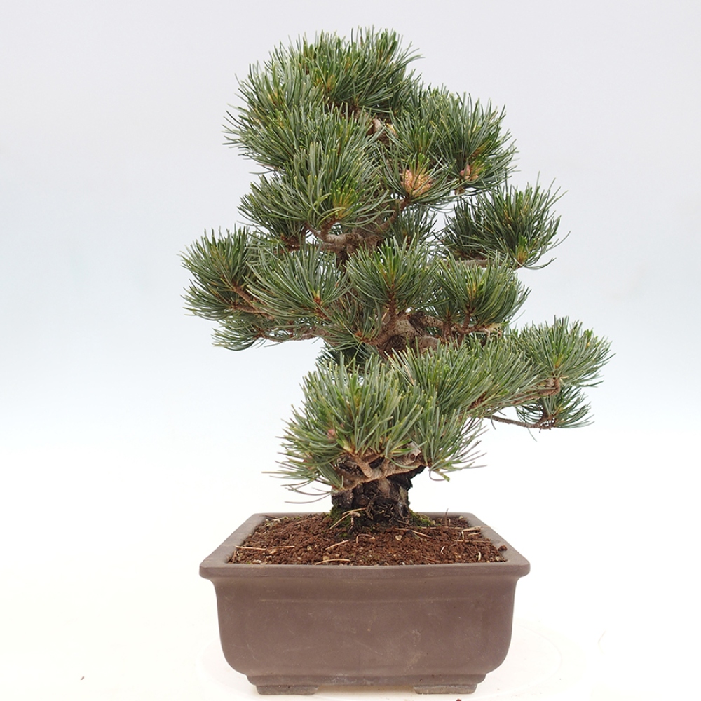 Bonsai voor buiten - Pinus parviflora - Pinus parviflora