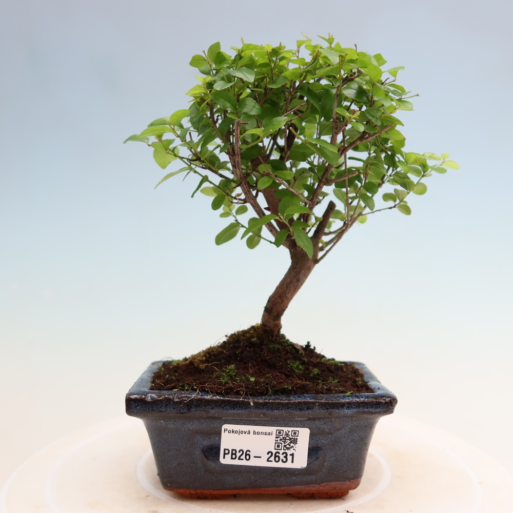 Kamerbonsai - Sageretia thea - Sageretia thea