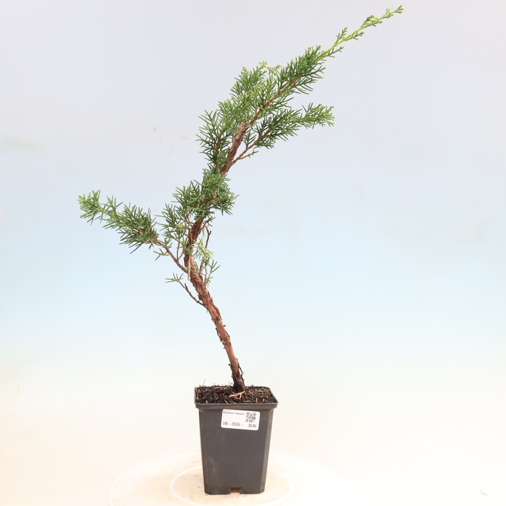 Bonsai voor buiten - Juniperus chinensis Kishu