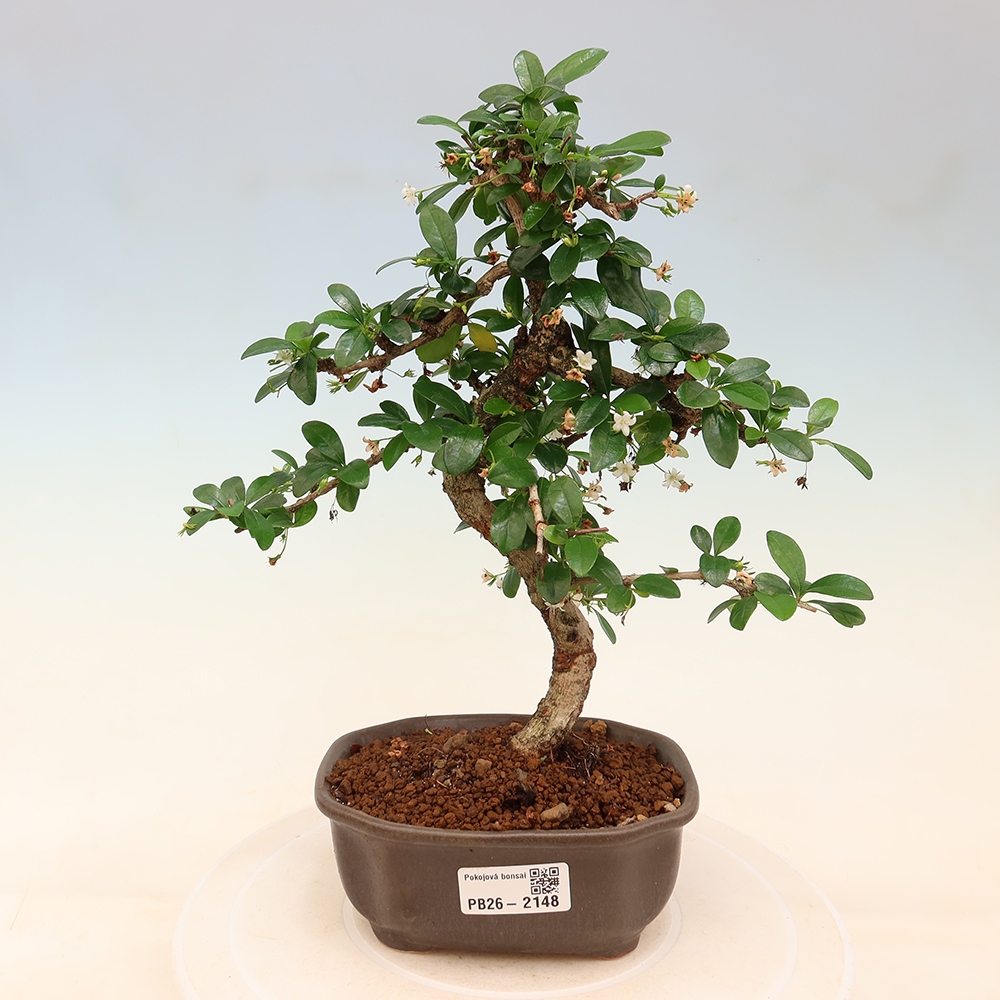 Kamerbonsai - Carmona macrophylla - Thee fuki