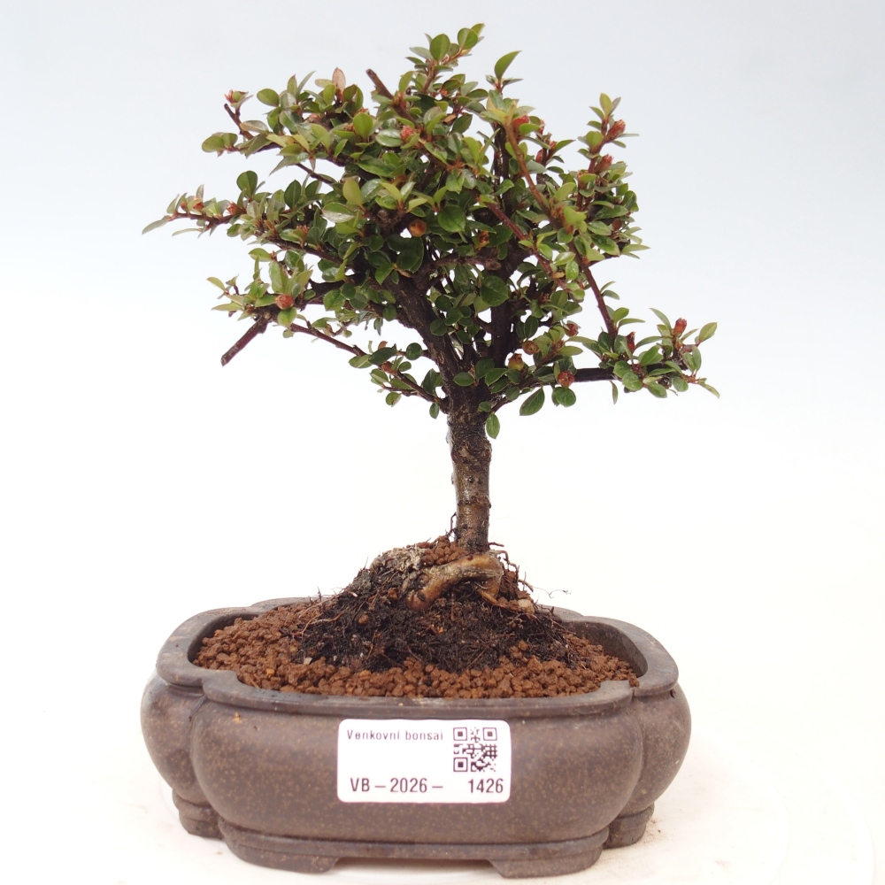 Bonsai voor buiten - Cotoneaster horizontalis - Rocky Mountain