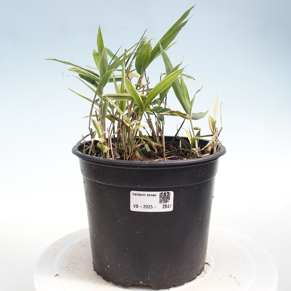 Bonsai voor buiten - Sasaella masamuneana Albostriata - Bamboe