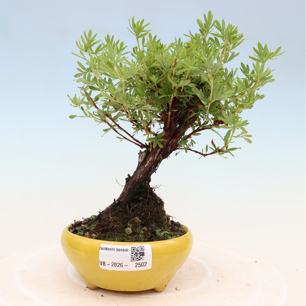 Bonsai voor buiten - Potentila fruticosa
