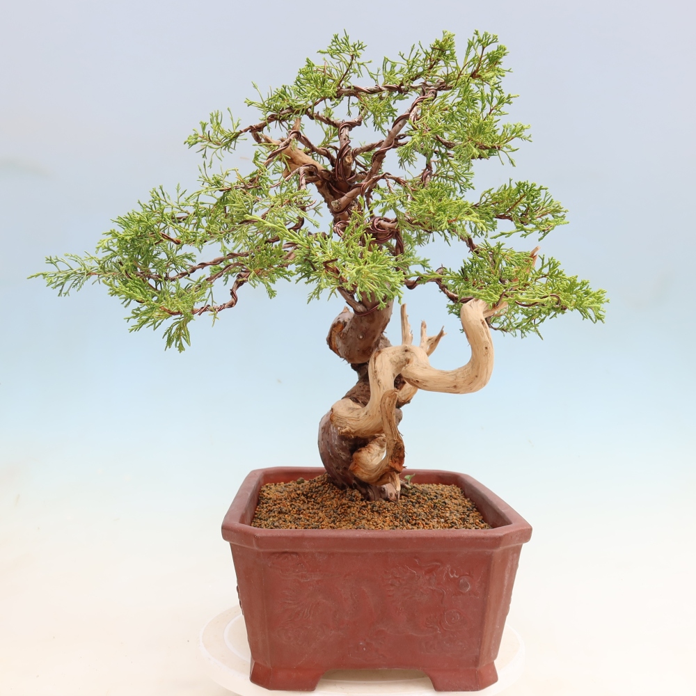 Bonsai voor buiten - Juniperus chinensis Itoigawa-Juniperus chinensis