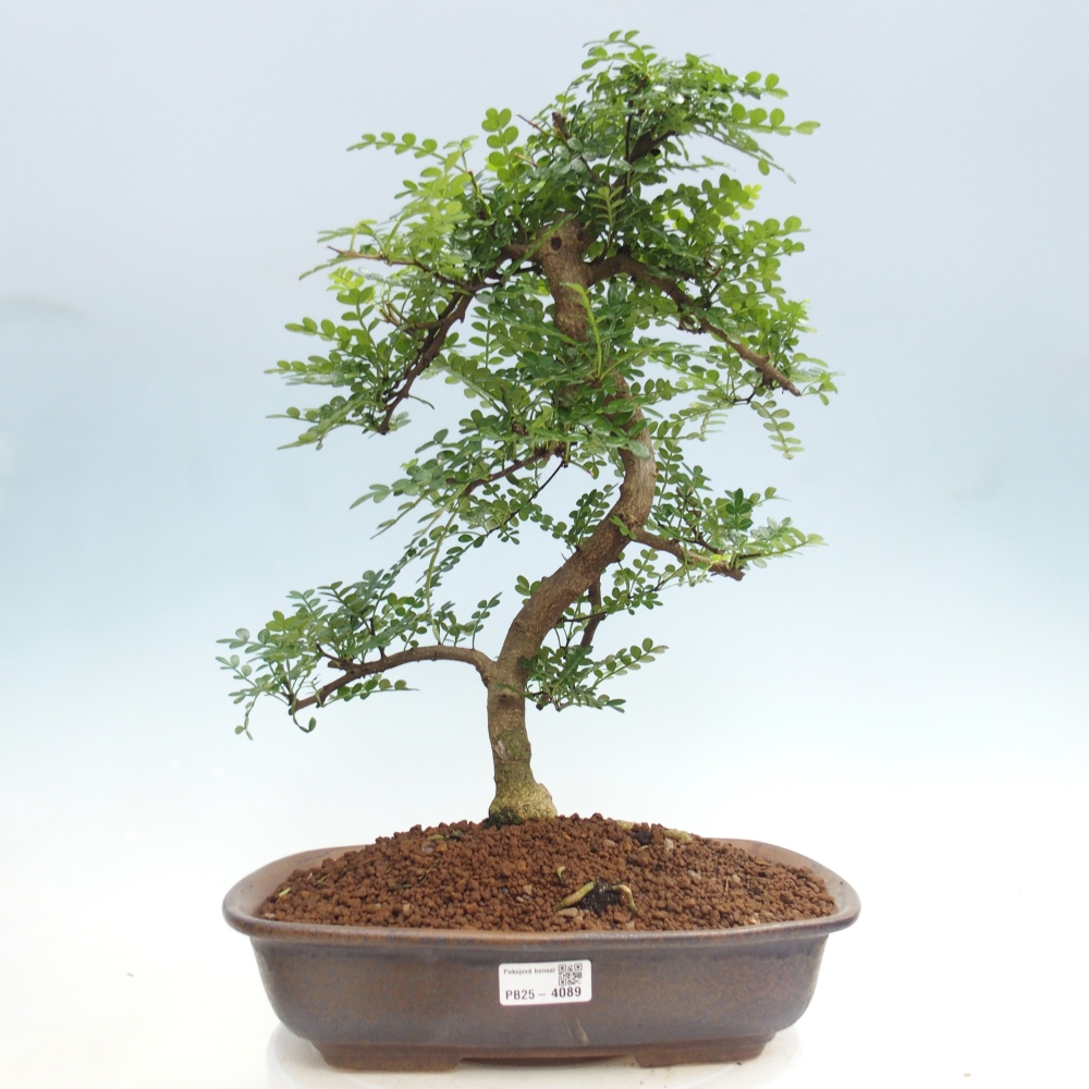Kamerbonsai - Zantoxylum piperitum - peperboom