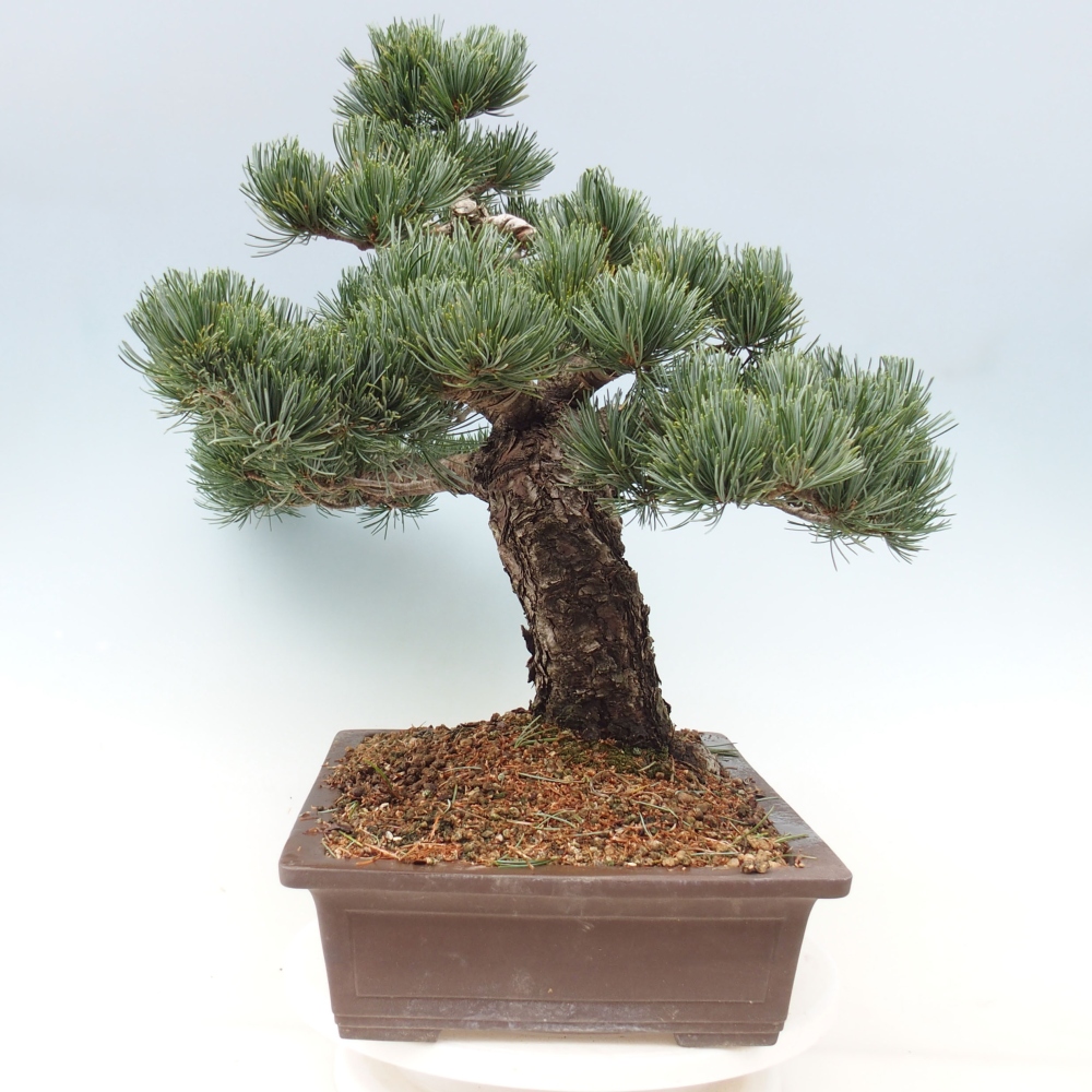 Bonsai voor buiten - Pinus parviflora - Pinus parviflora