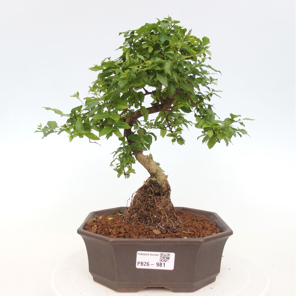 Kamerbonsai -Ligustrum chinensis - Vogelsnavel
