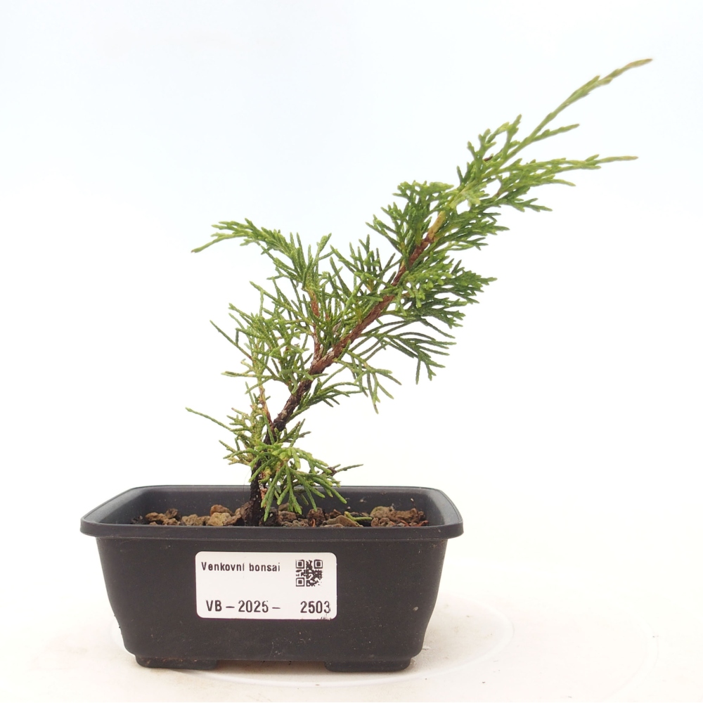 Bonsai voor buiten - Juniperus chinensis Itoigawa