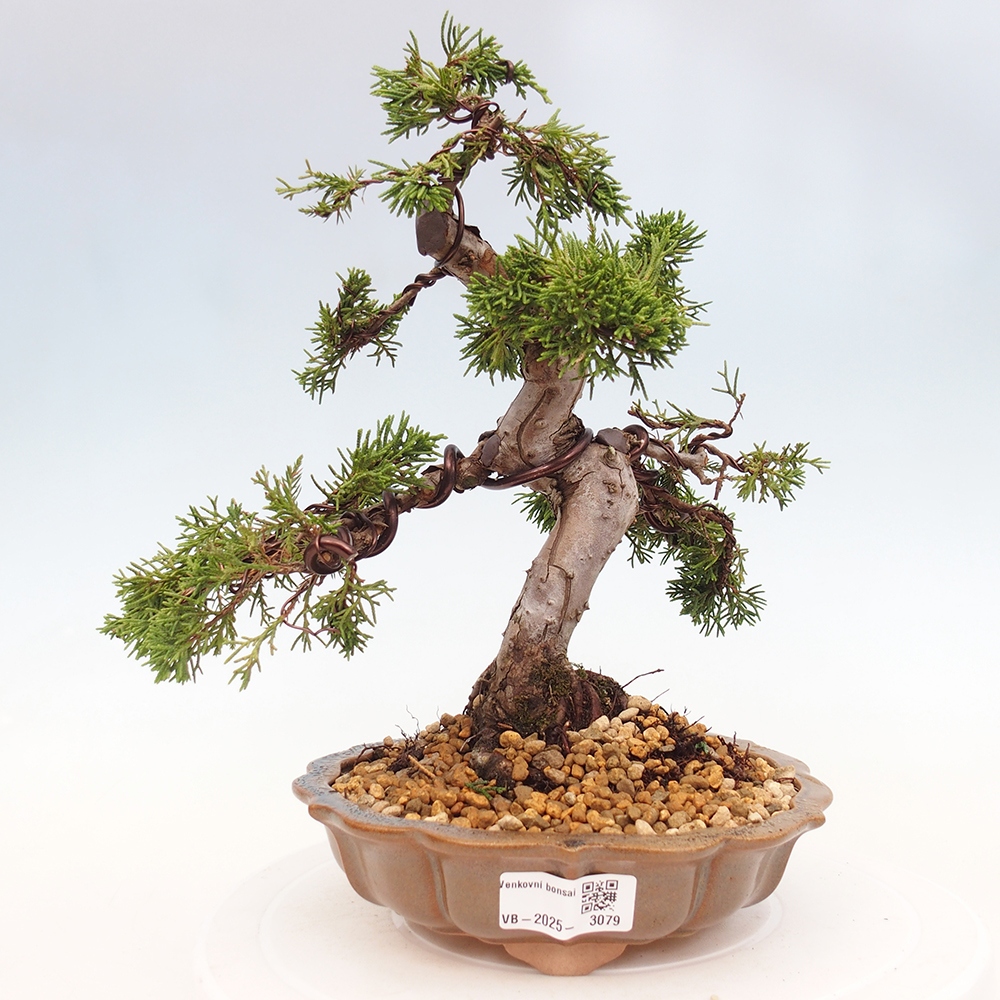 Bonsai voor buiten - Juniperus chinensis Itoigawa