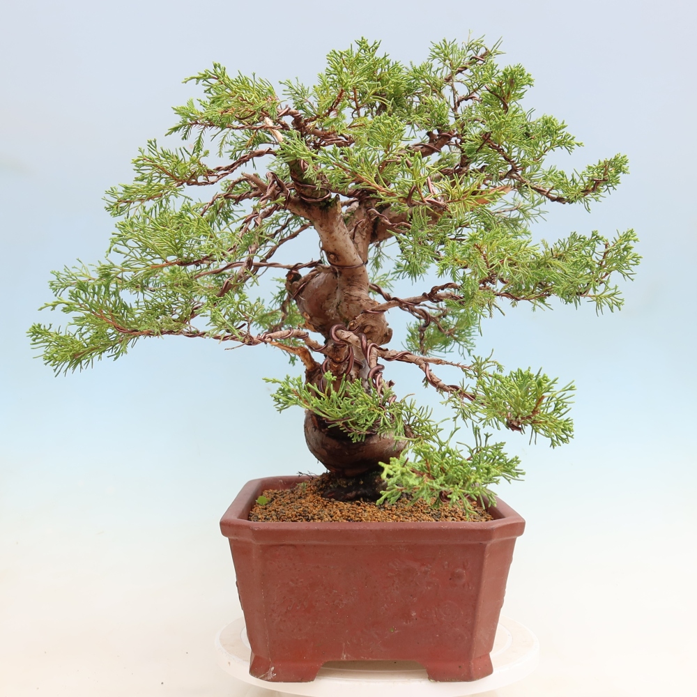 Bonsai voor buiten - Juniperus chinensis Itoigawa-Juniperus chinensis