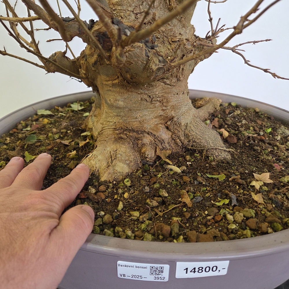 Bonsai esdoorn voor buiten - Acer Burgeriana
