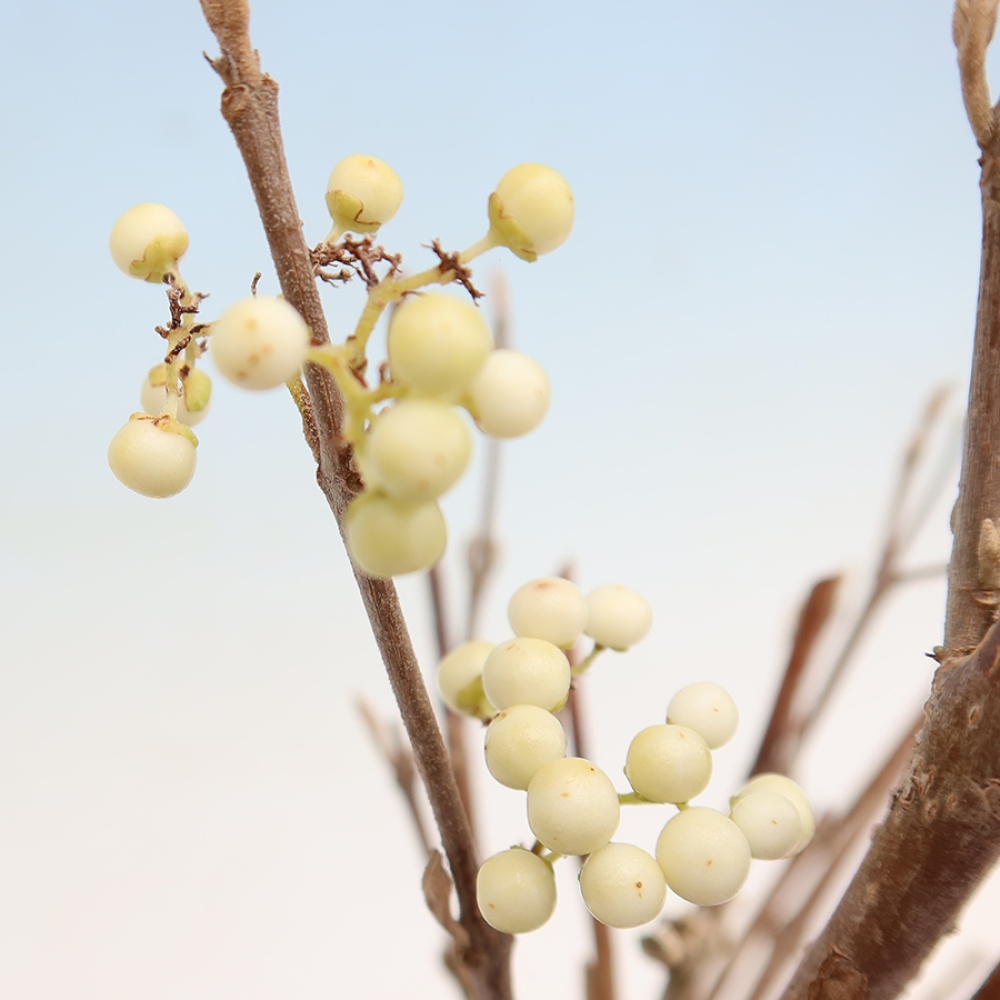 Buitenbonsai -  Callicarpa bodinieri Snowqueen - Sneeuwbessenboom