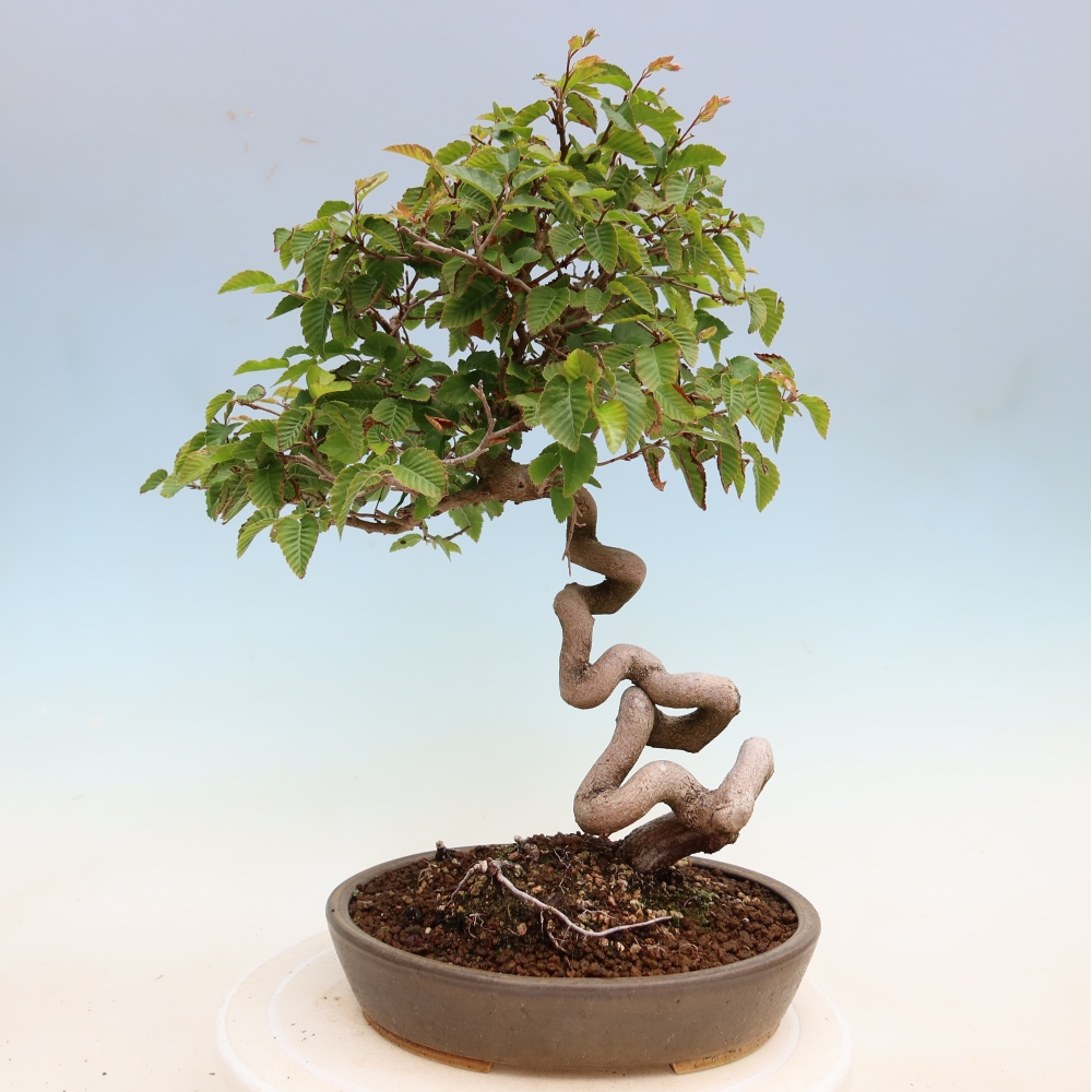 Bonsai voor buiten -Carpinus Coreana - Koreaanse haagbeuk
