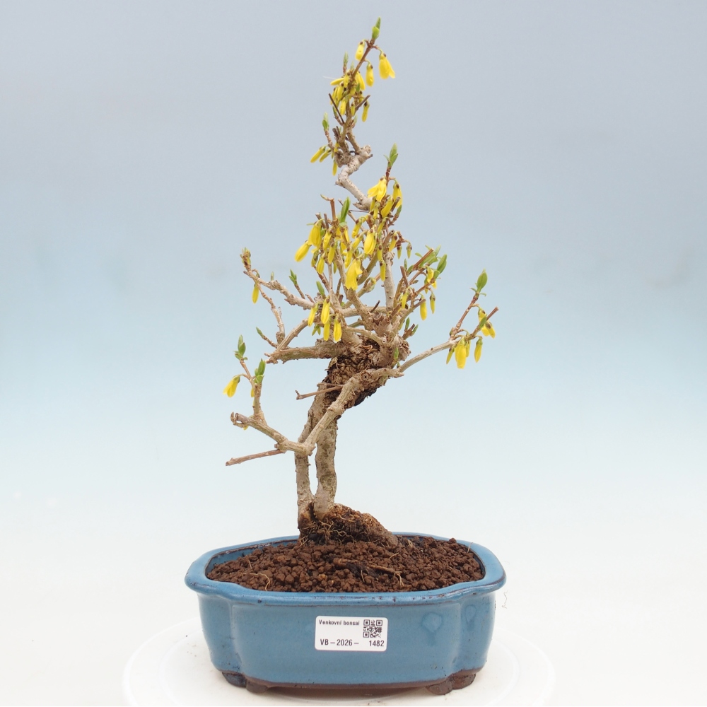 Bonsai voor buiten - Zlatice - Forsythia koreana