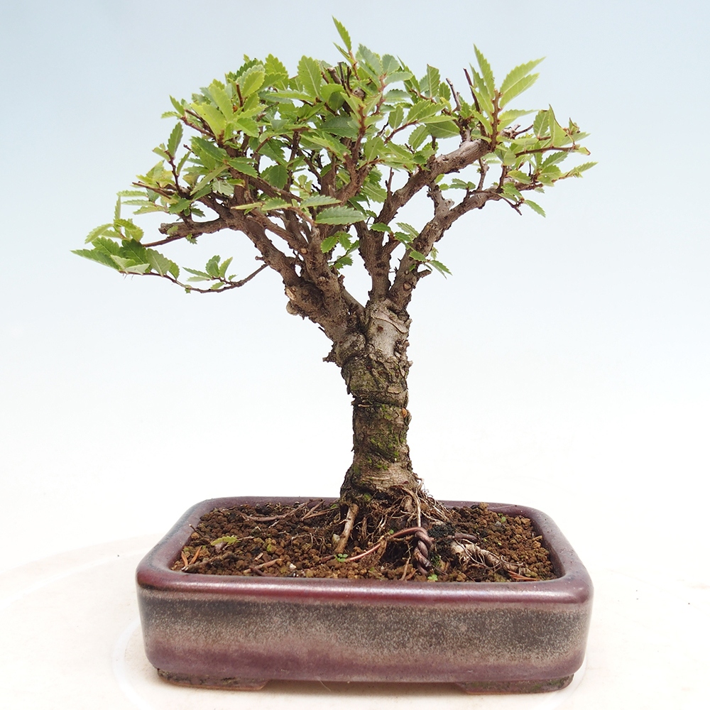 Bonsai voor buiten - Zelkova - Zelkova NIRE