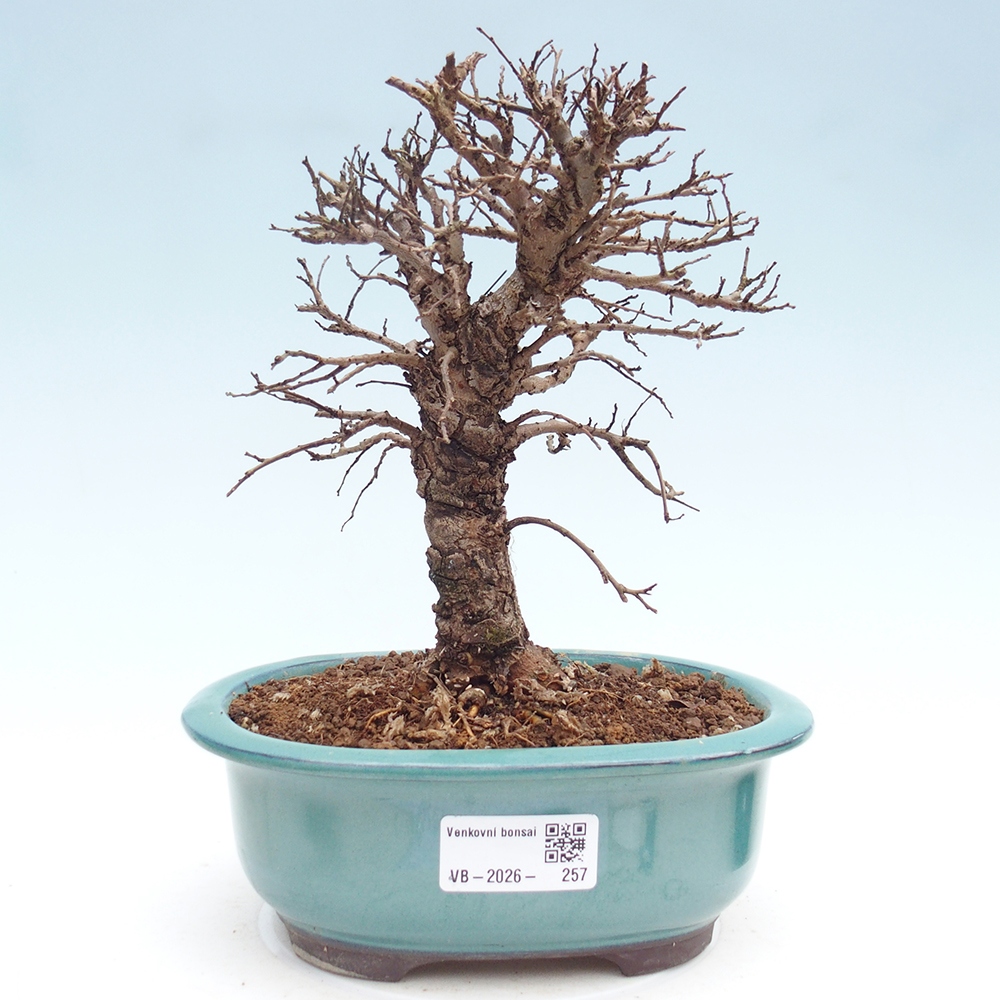 Bonsai voor buiten - Zelkova - Zelkova NIRE
