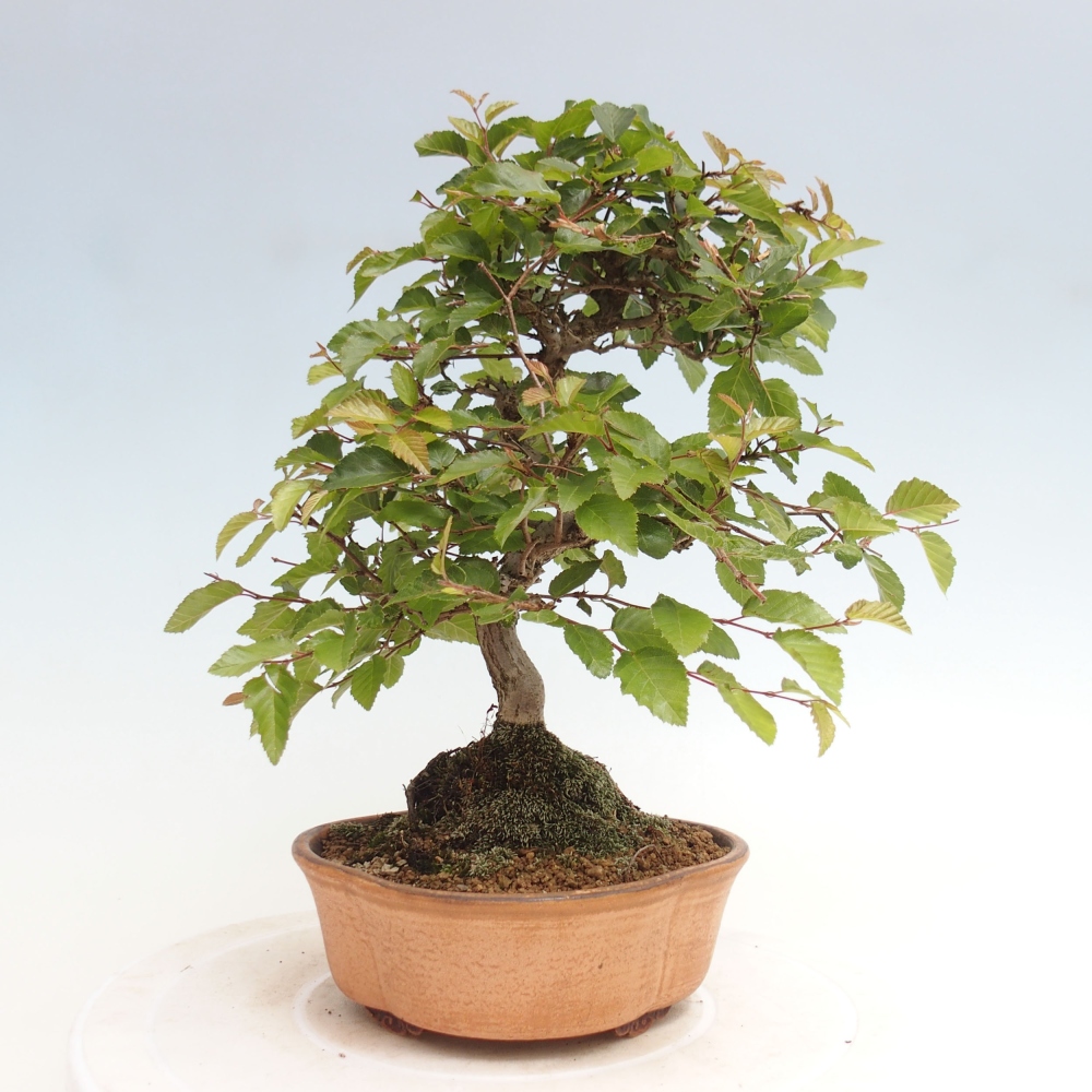 Bonsai voor buiten -Carpinus CARPINOIDES - Koreaanse haagbeuk