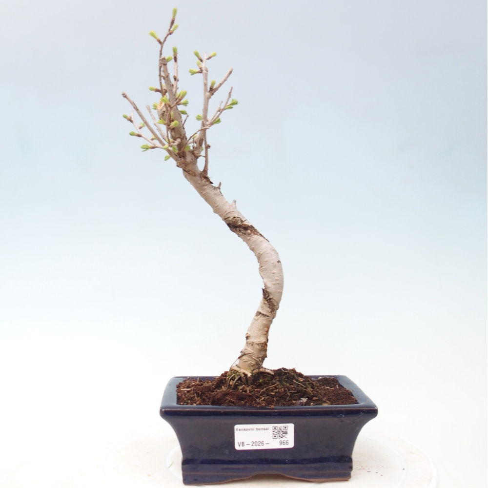 Bonsai voor buiten -Pseudolarix amabis-Pseudolarix amabis