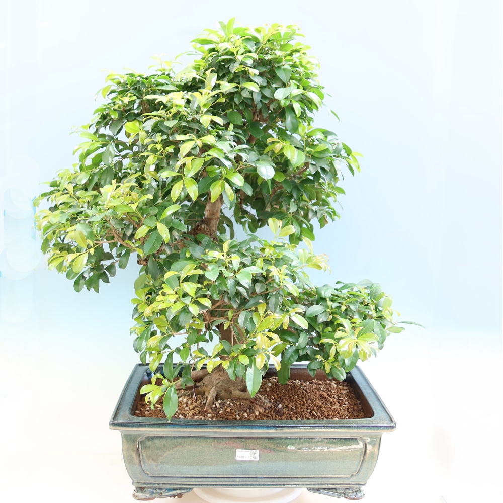 Kamerbonsai - Australische kers - Eugenia uniflora